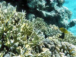 Sharm coral picture 7