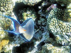 Picture Surgeonfish tail