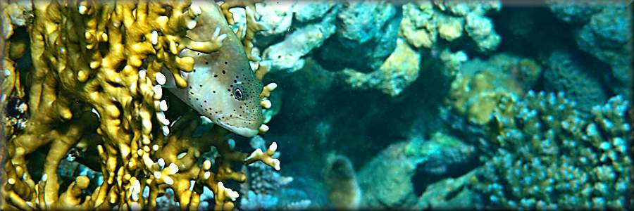 Freckled hawkfish