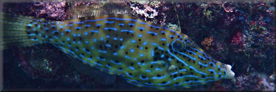 scrawled filefish