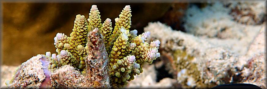 new coral growth in Filitheyo