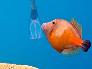 whitespotted filefish and flipper