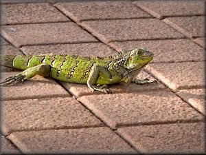 iguana lizard going slow