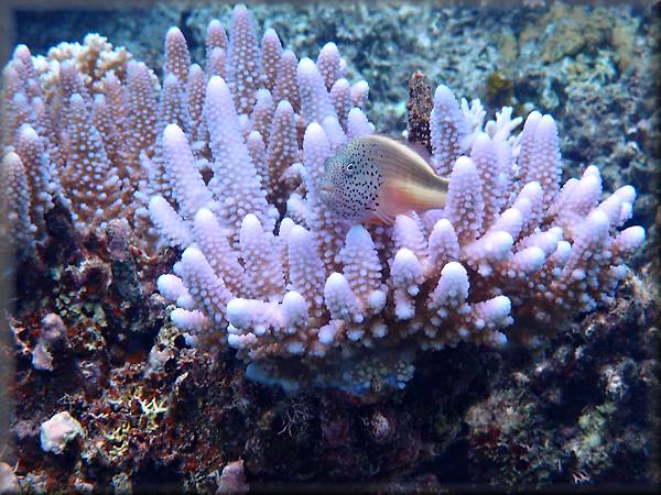 a Freckled hawkfish on acropora