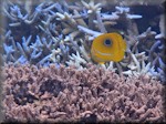 Eclipse butterflyfish