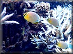 a trio of Equisite butterflyfish