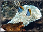 a pair of Pacific double-saddle butterflyfish