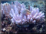 Hawkfish on acropora coral