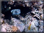 Porcupine fish checking if the coast is clear