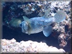 Porcupine fish going into hiding