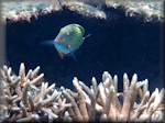 Lined surgeonfish