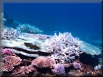 central white staghorn coral