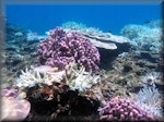 mauve elkhorn coral