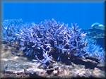 mauve elkorn coral
