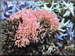 pink elkhorn coral