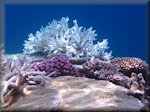 white staghorn coral