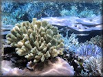 yellow elkhorn coral