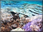rolling underwater dunes of staghorn and plate coral