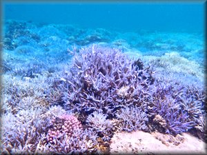 rolling hills of Staghorn corals