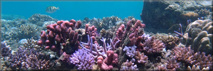 coral garden at Paradise Cove