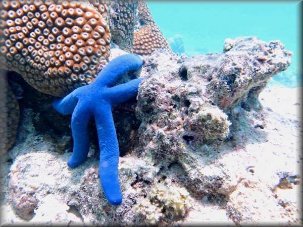 Blue linkia sea star