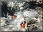 three Tomato anemonefish