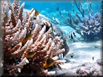 Lemon damselfish and Humbugfish in coral
