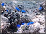 the common Fiji blue devil damselfish