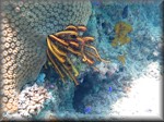 a yellow and black feather star