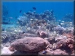 a feeding shoal of Convict surgeonfish