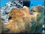 relatively common boulder coral