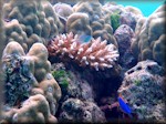 Acropora coral plus blue-green chromis
