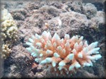 an isolated, beautiful, pale green and pink (bushy?) acropora