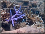 Blue staghorn coral among others, plus fish