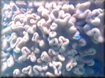 mushroom leather coral and a single Fiji Blue Devil Damselfish