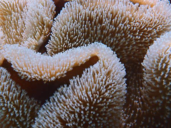 close-up of Mushroom leather coral