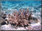 shrub-like coral formation with blue-green chromis