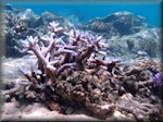 a large, isolated, staghorn coral