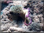 white acropora plus two others not identified