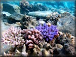 four colours shown in these Acropora