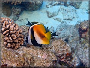 Masked bannerfish