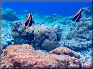 Phantom bannerfish