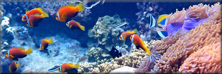 Blackfoot anemonefish