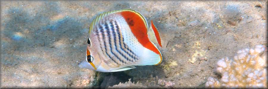 Crown butterflyfish