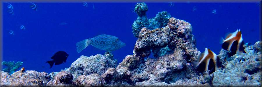 scribbled leatherjacket filefish over drop-off