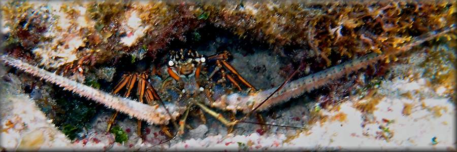 Caribbean spiny lobster