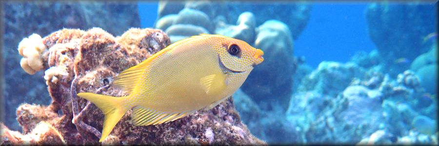 usually shy - one of a pair of coral rabbitfish