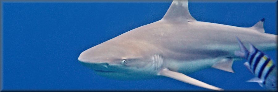 Blacktip reef shark active early in the morning