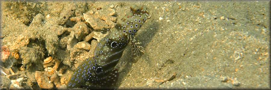 Shrimp goby