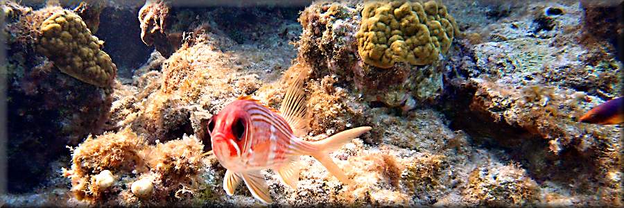 squirrelfish